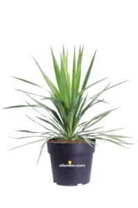 Yucca Gloriosa v24 egarden.store online