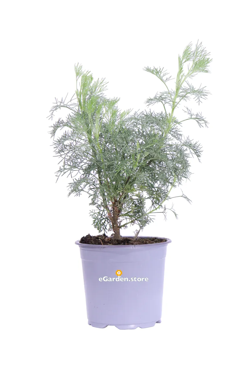 Abrotano - Artemisia Abrotanum Maritima v14 egarden.store online