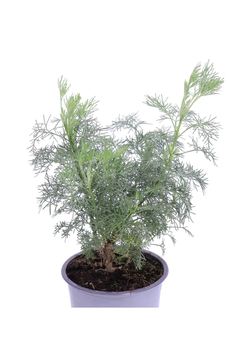 Abrotano - Artemisia Abrotanum Maritima v14 egarden.store online