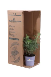 Abrotano - Artemisia Abrotanum Maritima v14 egarden.store online