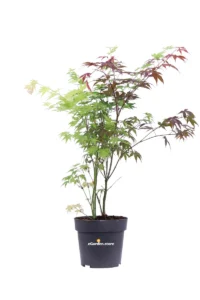 Acero - Acer Palmatum Festival v19 egarden.store online