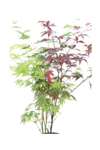 Acero Palmato - Acer Palmatum Festival
