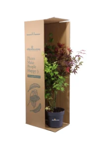 Acero - Acer Palmatum Festival v19 egarden.store online