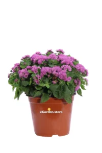Agerato - Ageratum