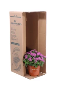 Agerato - Ageratum Viola v.14 egarden.store online