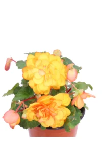Begonia Ibrida Pendula Rosa-Arancio v.14 egarden.store online