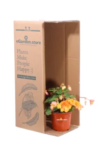 Begonia Ibrida Pendula Rosa-Arancio v.14 egarden.store online