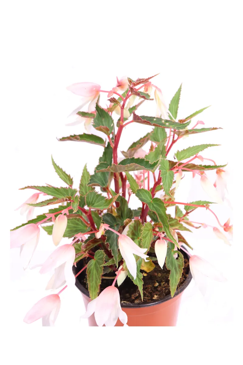 Begonia Pendula Foglia Chiara Rosa v.14 egarden.store online