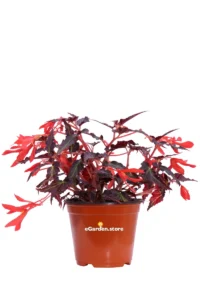 Begonia Pendula Foglia Scura Rossa v.14 egarden.store online