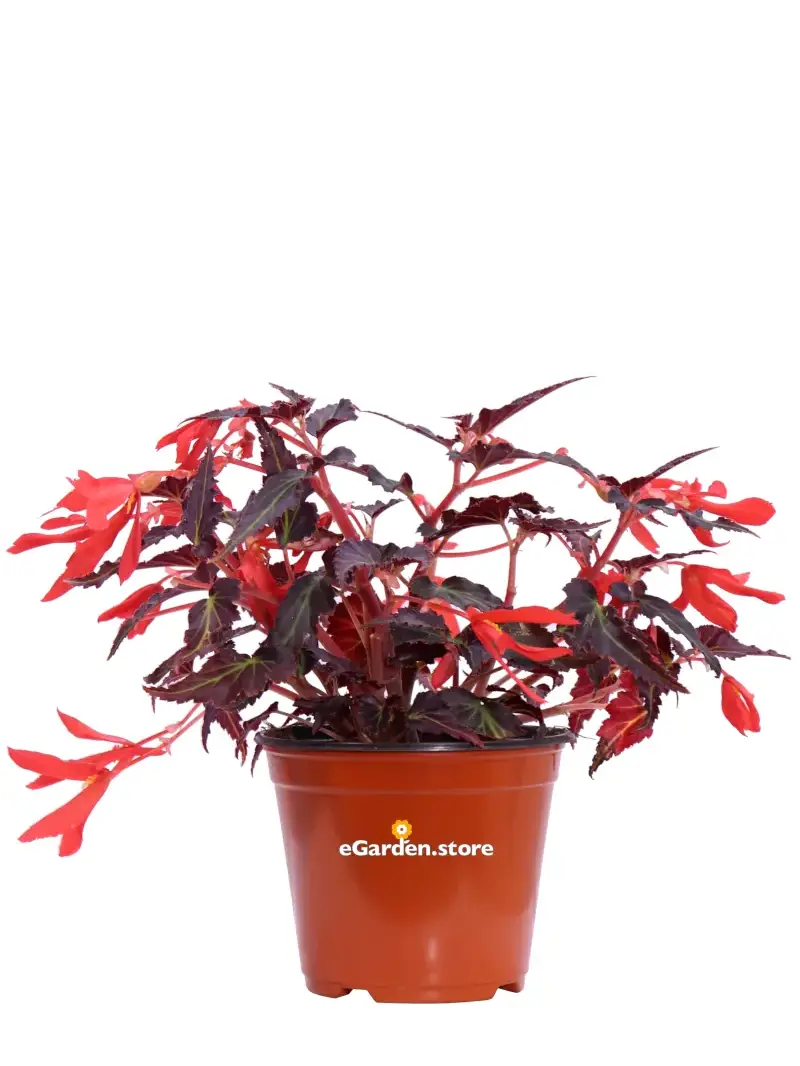 Begonia Pendula Foglia Scura Rossa v.14 egarden.store online