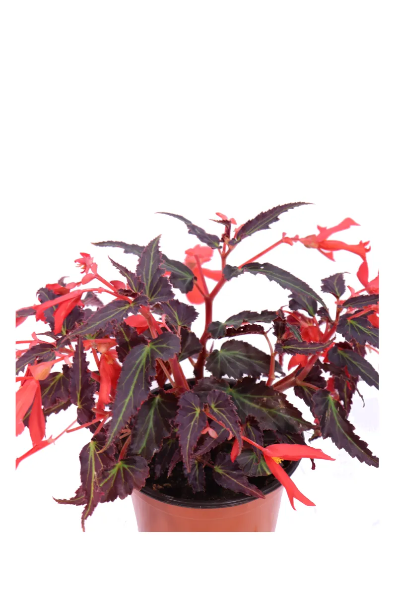 Begonia Pendula Foglia Scura - Vivaio eGarden