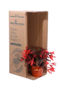 Begonia Pendula Foglia Scura