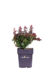 Berberis Thunbergii Atropurpurea v.17 egarden.store online