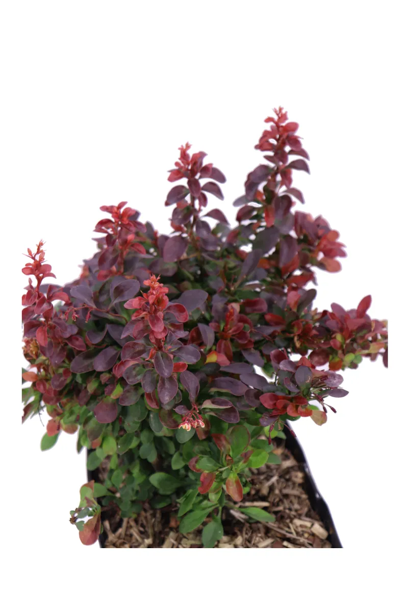 Berberis Thunbergii Atropurpurea