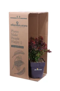 Berberis Thunbergii Atropurpurea v.17 egarden.store online