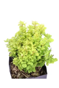 Berberis Thunbergii Maria v.17 egarden.store online