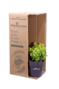 Berberis Thunbergii Maria v.17 egarden.store online