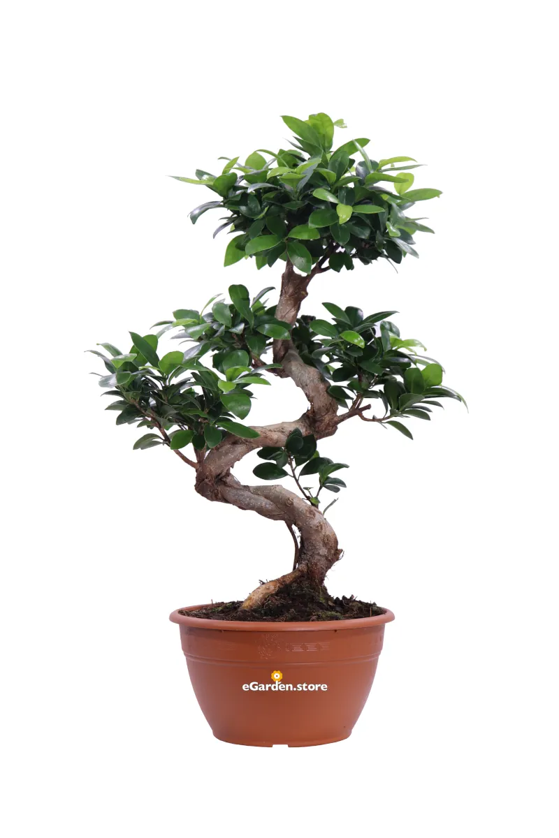 Bonsai Ficus Ginseng S Shape v.20 egarden.store online