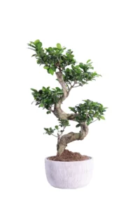 Bonsai Ficus Ginseng S Shape v25 terracotta egarden.store online
