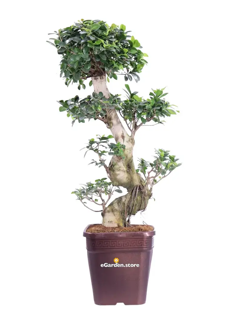Bonsai Ficus Ginseng S Shape v26 egarden.store online