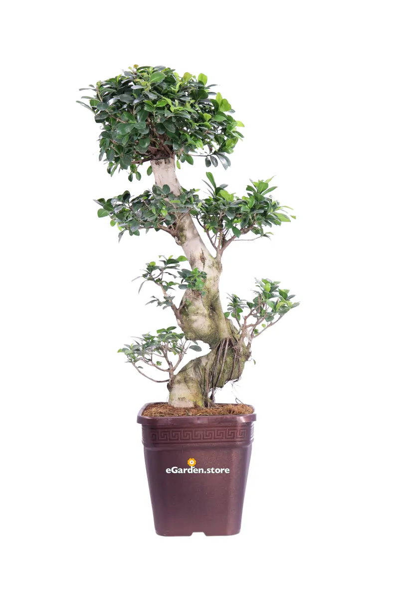 Bonsai Ficus Ginseng S Shape - Vivaio Online eGarden