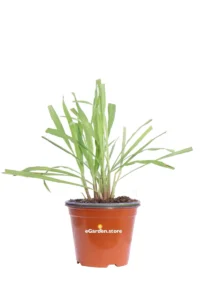 Citronella - Cymbopogon Citratus v14 egarden.store online