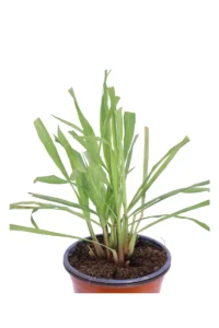 Citronella - Cymbopogon Citratus v14 egarden.store online
