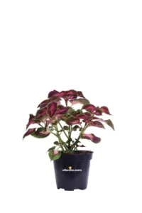 Coleus - Torchlight v.14 egarden.store online