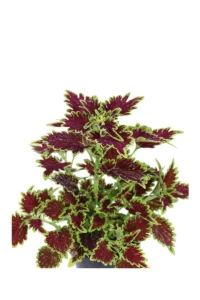 Coleus - Wicked Witch v.14 egarden.store online