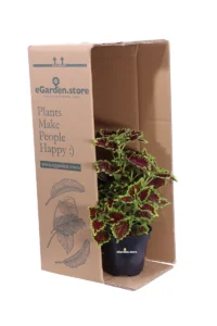 Coleus - Wicked Witch