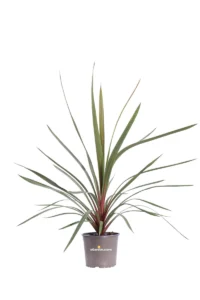 Cordyline Australis Red Heart v.17 egarden.store 1 Cordyline Australis Red Heart v.17 egarden.store online