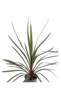 Cordyline Australis Red Heart v.17 egarden.store 2 Cordyline Australis Red Heart v.17 egarden.store online