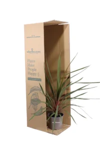 Cordyline Australis Red Heart v.17 egarden.store 3 Cordyline Australis Red Heart v.17 egarden.store online