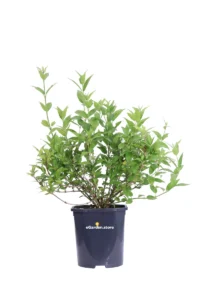 Deutzia Gracilis v.17 egarden.store online