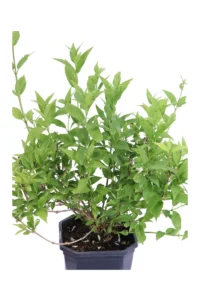 Deutzia Gracilis v.17 egarden.store online