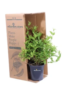 Deutzia Gracilis v.17 egarden.store online