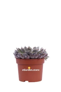 Echeveria Texensis v.10 egarden.store online