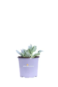 Erba Ostrica - Mertensia Maritima v14 egarden.store online