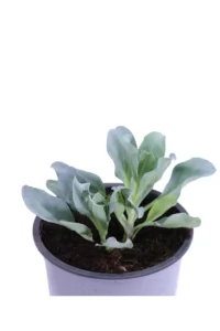 Erba Ostrica - Mertensia Maritima v14 egarden.store online