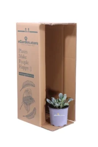 Erba Ostrica - Mertensia Maritima v14 egarden.store online