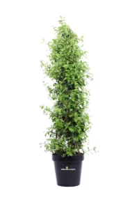 Falso Gelsomino – Rhyncospermum Jasminoides Piramide v30 egarden.store 1 Falso Gelsomino – Rhyncospermum Jasminoides Piramide v30 egarden.store online