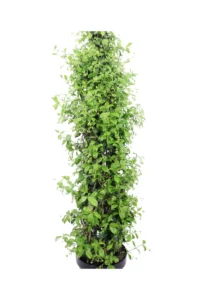 Falso Gelsomino – Rhyncospermum Jasminoides Piramide v30 egarden.store 2 Falso Gelsomino – Rhyncospermum Jasminoides Piramide v30 egarden.store online