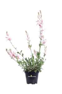 Fior di orchidea - Gaura Lindheimeri Alba