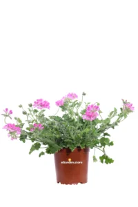 Geranio Graveolens - Pelargonium Graveolens v15 egarden.store online