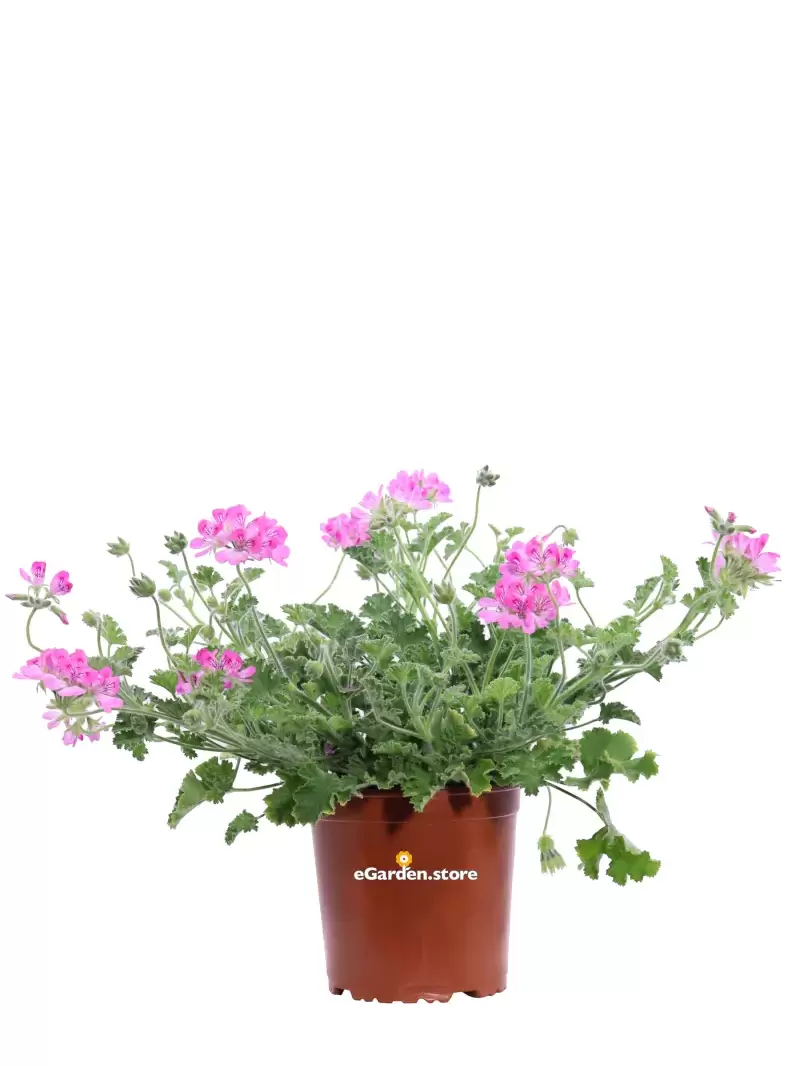 Geranio Graveolens - Pelargonium Graveolens v15 egarden.store online