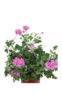 Geranio Graveolens - Pelargonium Graveolens v15 egarden.store online