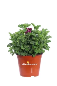 Geranio Macrantino Fucsia v14 egarden.store online