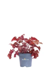 Heuchera Cherryberry v.12 egarden.store online