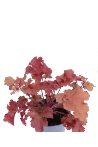 Heuchera Cherryberry v.12 egarden.store online