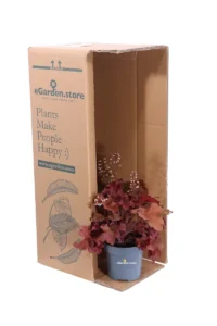 Heuchera Cherryberry v.12 egarden.store online
